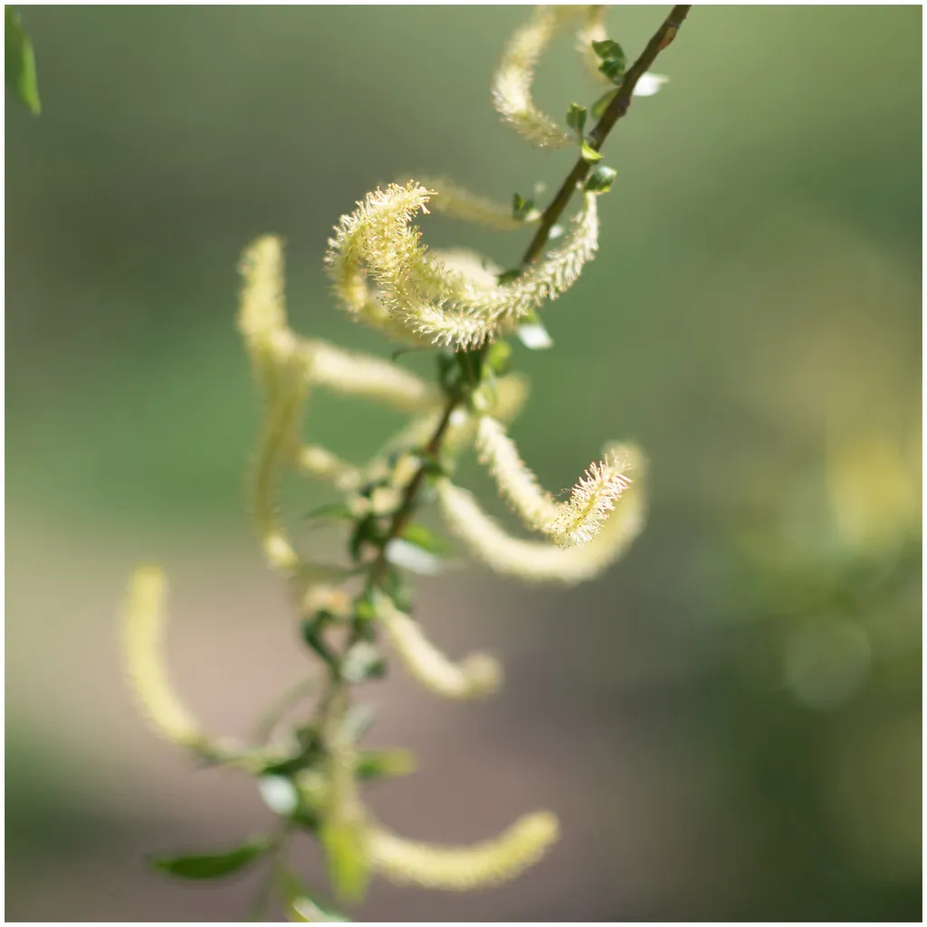 Rausch Spezial-Shampoo mit Weidenrinde