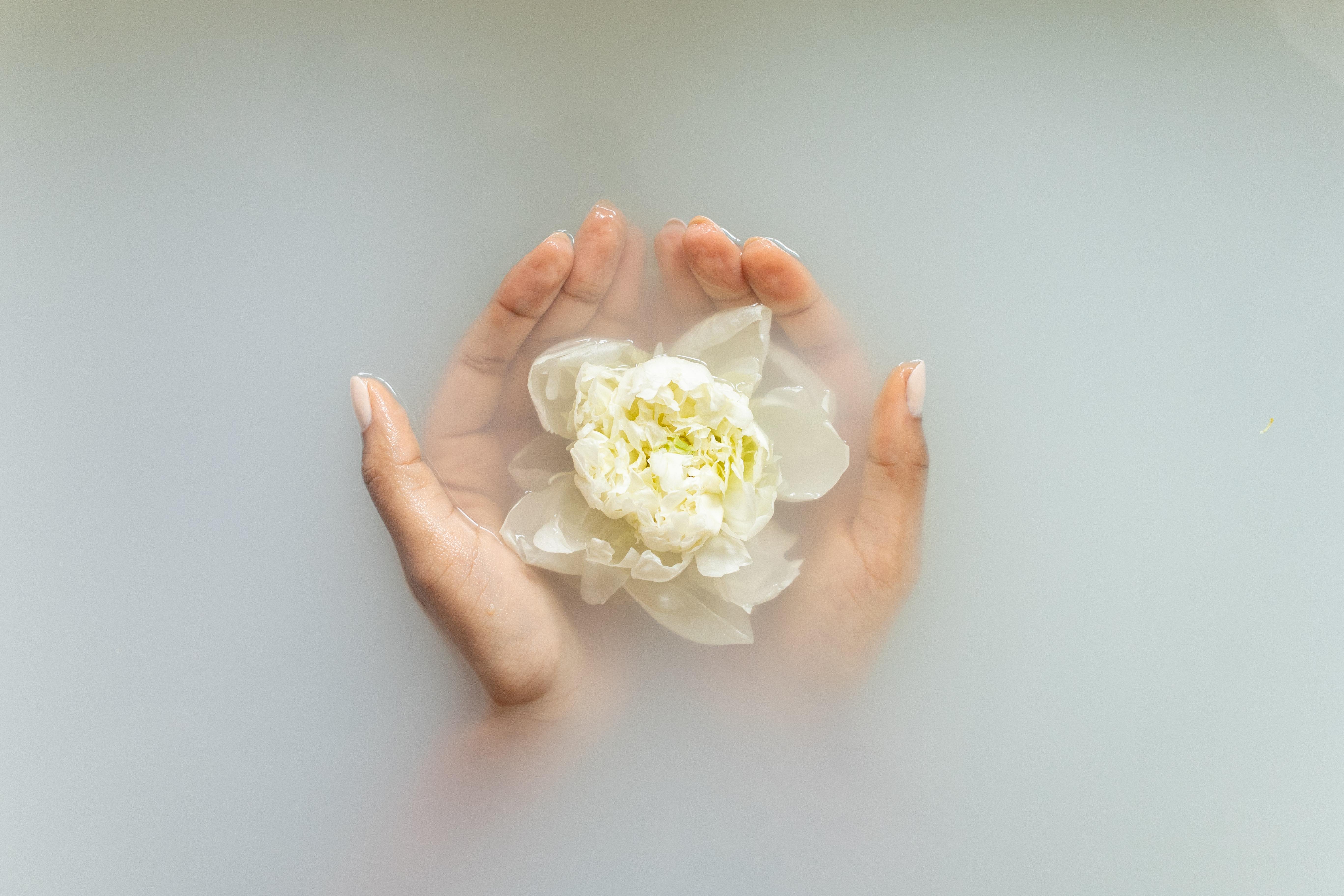 Zwei Hände halten eine weiße Blume